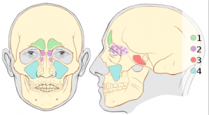 Picture of sinuses